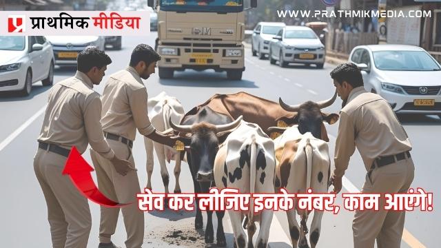 आवारा मवेशियों पर नियंत्रण के लिए विधानसभा क्षेत्रवार लगी कर्मचारियों की ड्यूटी